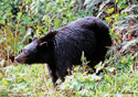 Ursus americanus